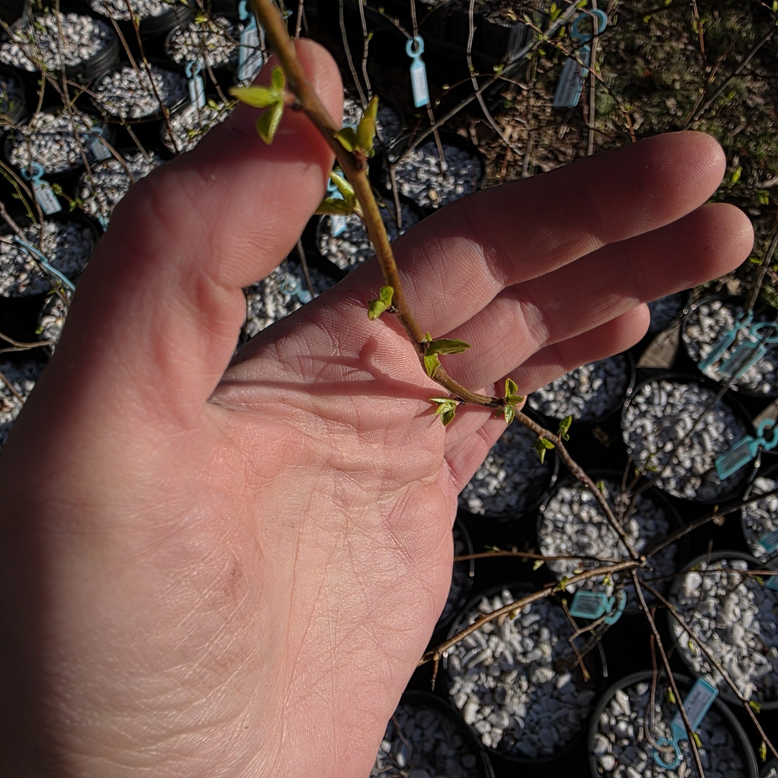 Chickasaw Plum - Image 3