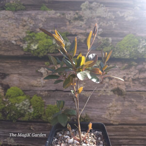 Coral Honeysuckle