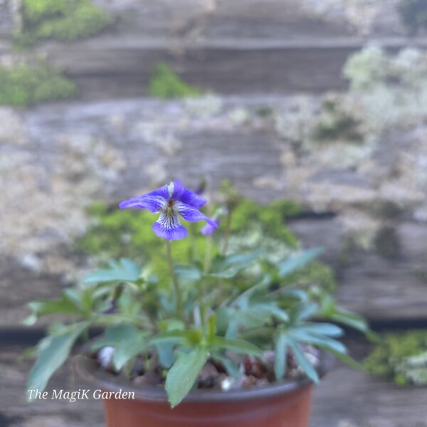 Trilobed Wood Violet