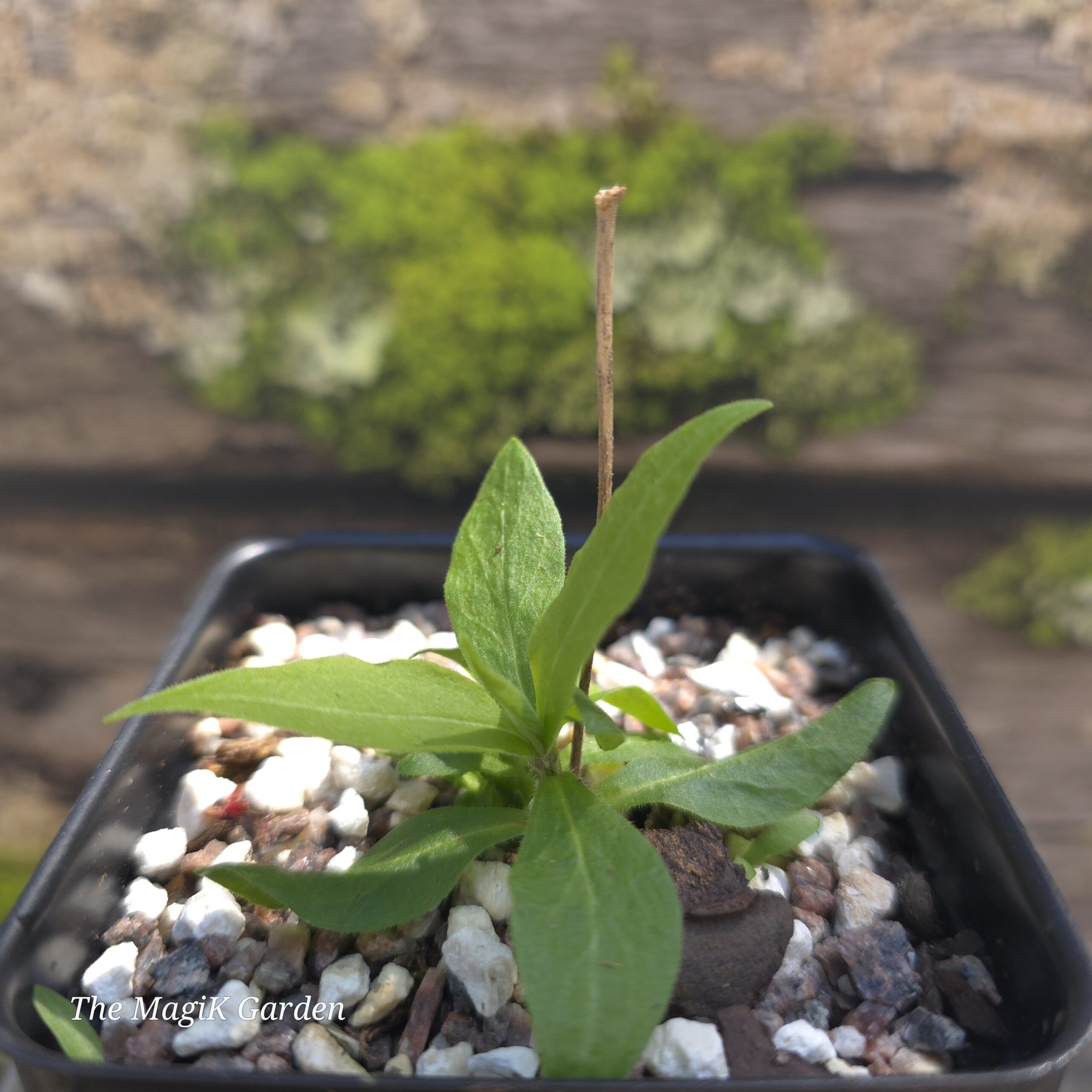 Starry Campion - Image 2