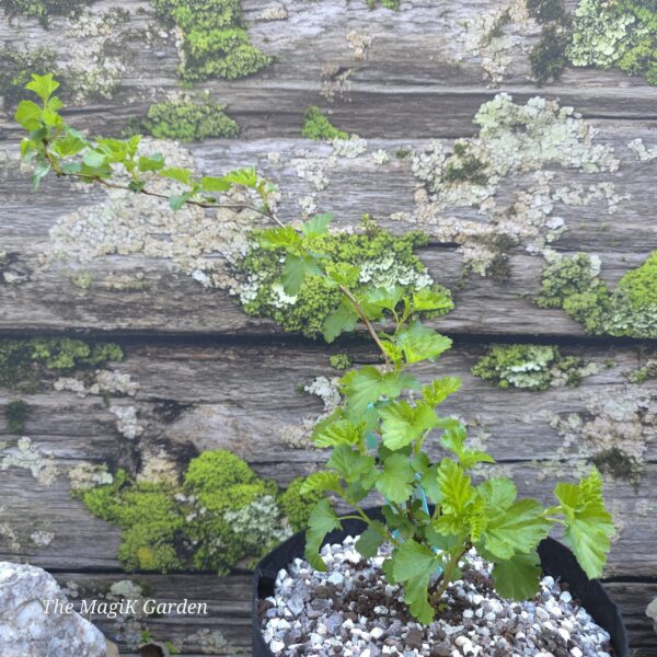 Eastern Ninebark