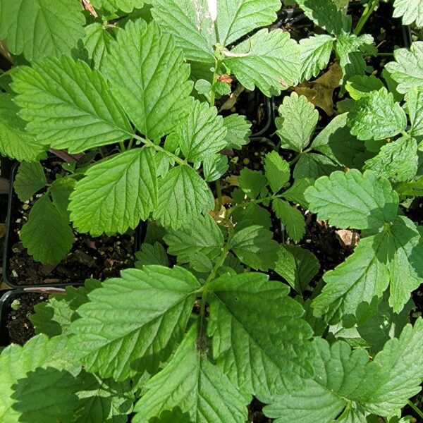 Agrimonia striata - woodland agrimony - showing leaf structure in top-down view