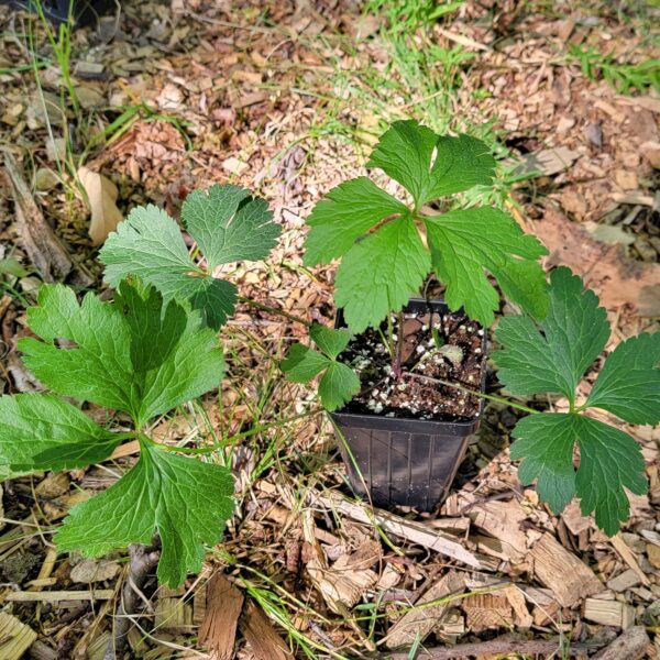 Thimbleweed The MagiK Garden