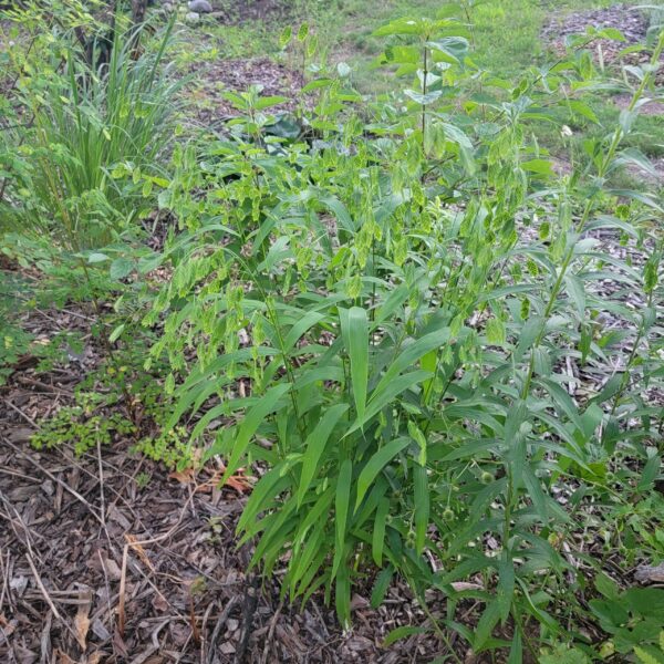 Chasmanthium latifolium, northern wood oats, form in part sun