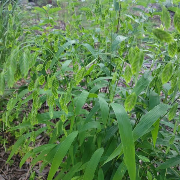 Northern Wood-Oats The MagiK Garden