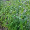 Chasmanthium latifolium, northern wood oats, displaying attractive green fish-scale seedheads in summer, taken 2025 at The MagiK Garden