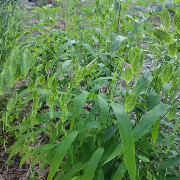 Chasmanthium latifolium, northern wood oats, displaying attractive green fish-scale seedheads in summer, taken 2025 at The MagiK Garden