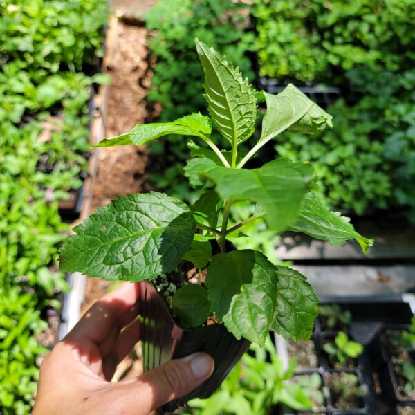 ‘Pink Temptation’ Pink Turtlehead Strain The MagiK Garden 3