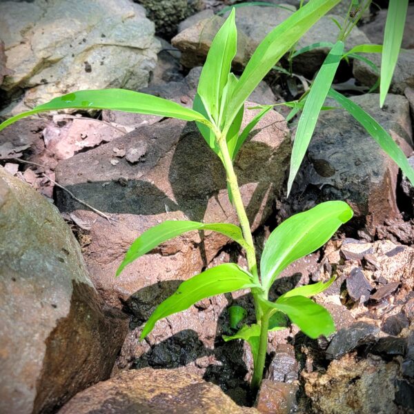 Virginia dayflower The MagiK Garden