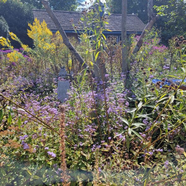 Conoclinium coelestinum, blue mistflower, blooms in late summer/early fall along with goldenrods and asters. Photo taken in September in Jenny Rose Carey's garden