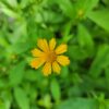 Coreopsis pubescens, star tickseed, blooming in pots at The MagiK Garden nursery