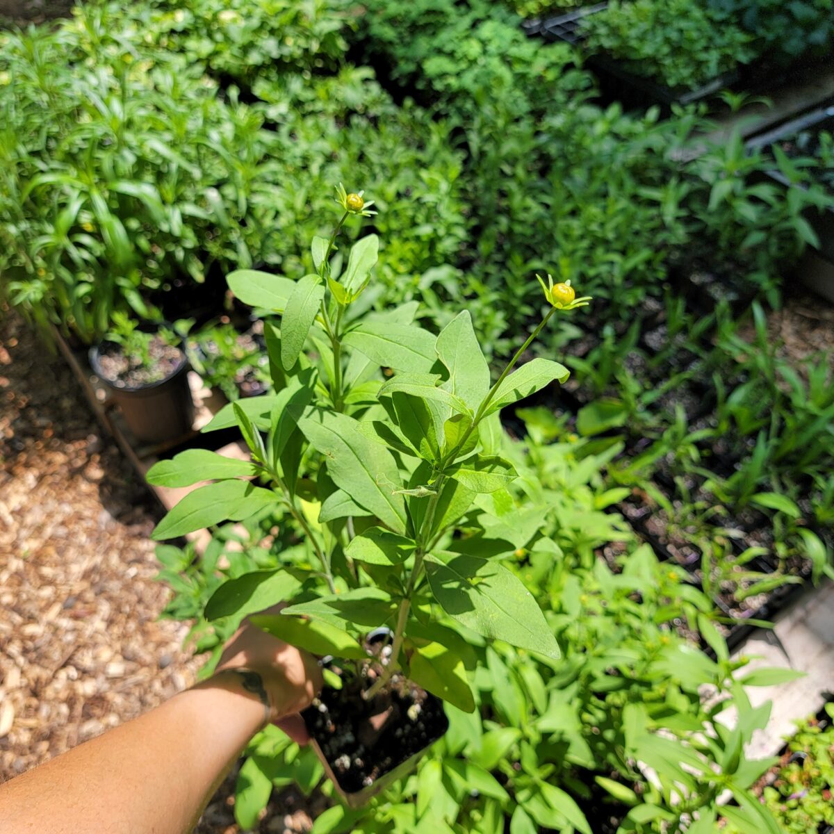 Star Tickseed The MagiK Garden 5