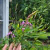 Desmodium canadense, showy tick-trefoil, beginning to bloom at the edge of the food forest at The MagiK Garden