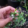 Euphorbia corollata, flowering spurge, blooming in quart pots in the nursery