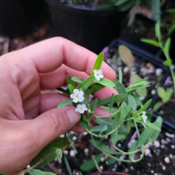 Euphorbia corollata, flowering spurge, blooming in quart pots in the nursery