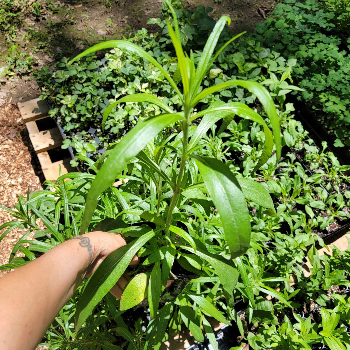 Narrow-leaf Swamp Sunflower The MagiK Garden 3