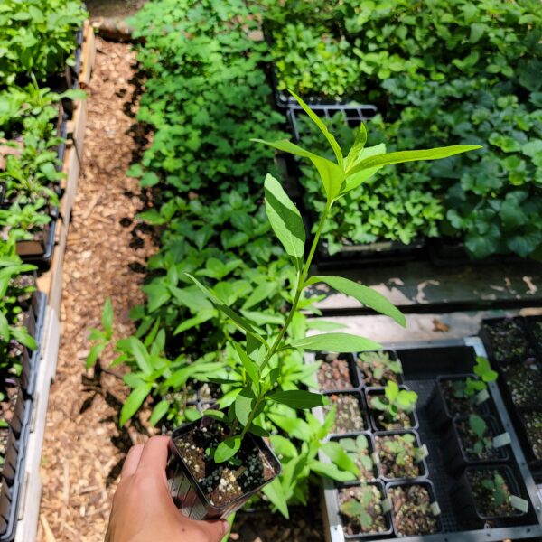 Shale-Barren Smooth Sunflower The MagiK Garden