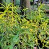 New England Aster The MagiK Garden 5