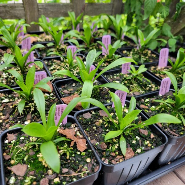 Helonias bullata, swamp pink, growing in pots. Seed grown at The MagiK Garden