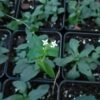 Purple Marsh Cinquefoil The MagiK Garden 6