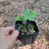 Hydrastis canadensis, goldenseal, shown in big pint pot, grown from root cuttings