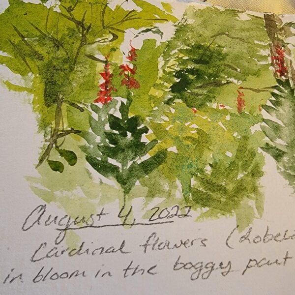 Cardinal Flower The MagiK Garden