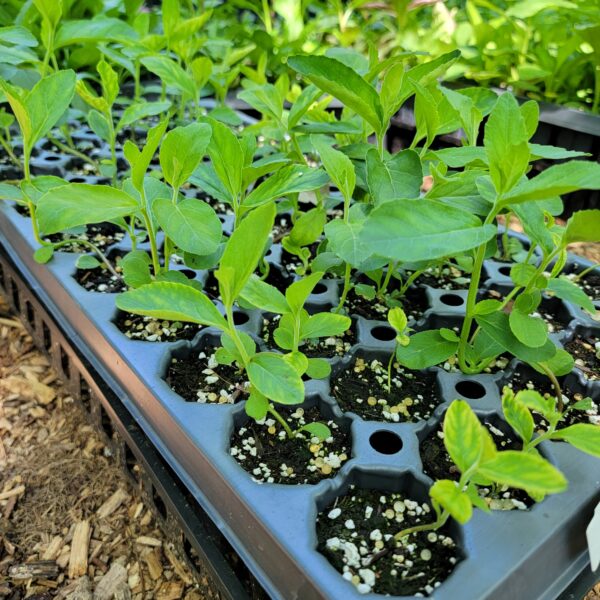 Downy Lobelia The MagiK Garden 4