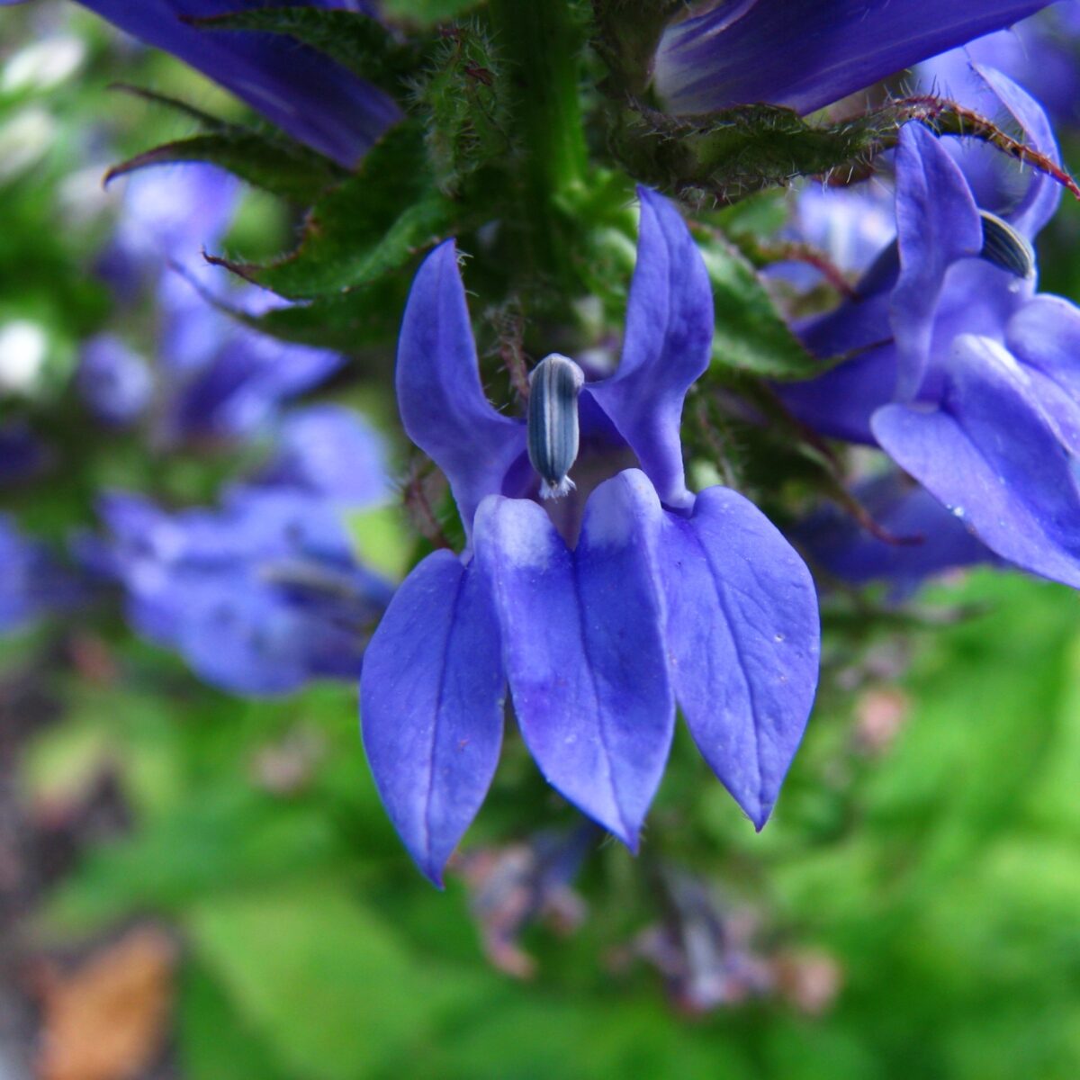 Great Blue Lobelia The MagiK Garden 3