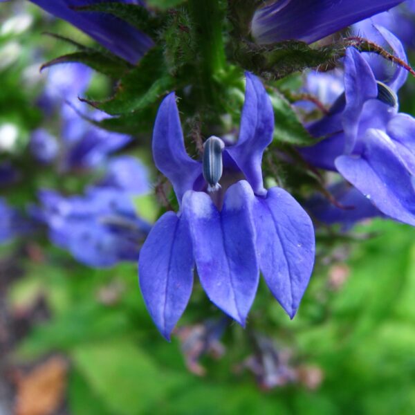 Great Blue Lobelia The MagiK Garden