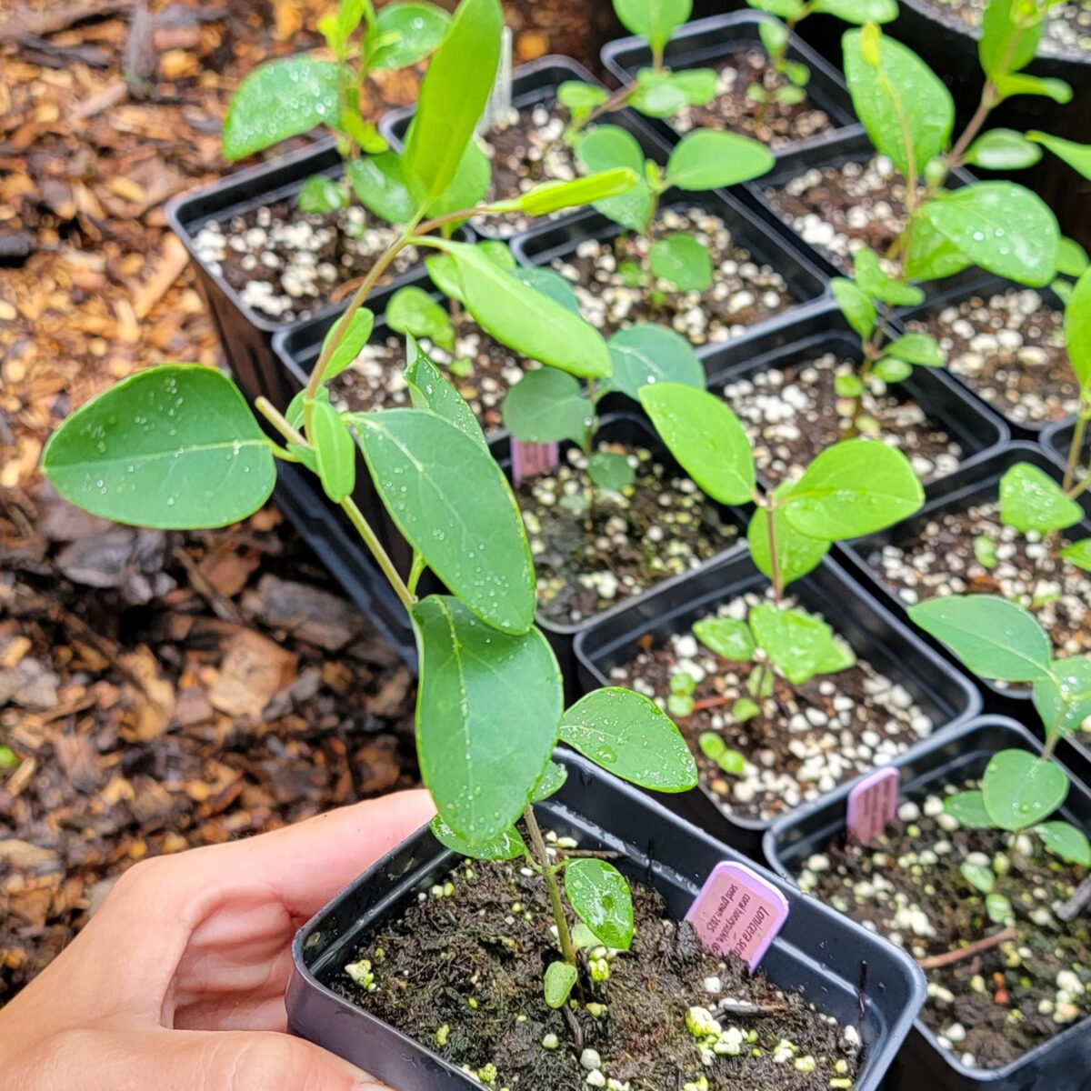 Coral Honeysuckle The MagiK Garden 4