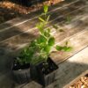 Common Hackberry The MagiK Garden 6
