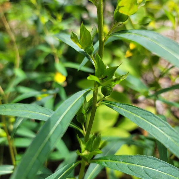 Ludwigia alternifolia, rattlebox, showing developing square seed boxes