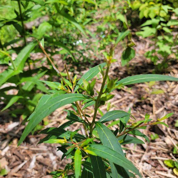 Ludwigia alternifolia showing slight deer damage as well as plant form