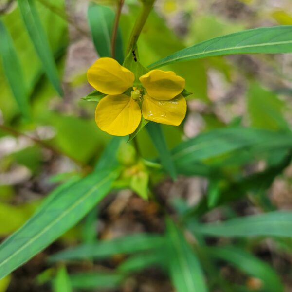 Ludwigia alternifolia flower very close up with what looks to be a wasp species smaller than a grain of rice, called rattlebox due to shape of seedhead