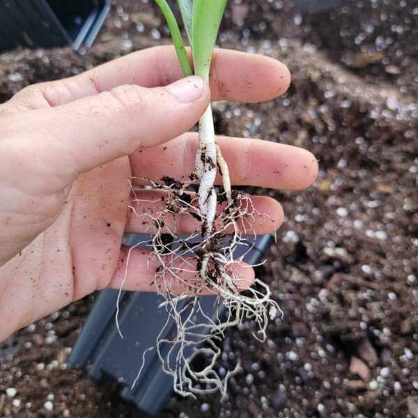 Manfreda virginica roots