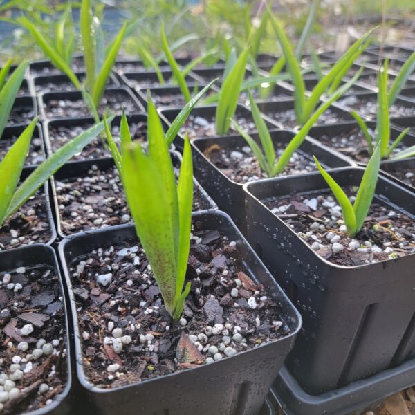 Manfreda virginica, false aloe, grown in 4" deep pots in the nursery
