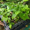 Mikania scandens, also known as climbing boneset or hempvine, is a stunning herbaceous twining vine that prefers to cover nearby objects or vegetation than to climb up high. Here shown growing as landscape plugs, seed grown 2025
