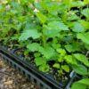 Downy Lobelia The MagiK Garden 6