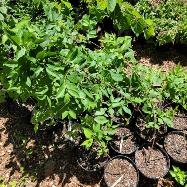Prunus americana, American plum, shown in nursery in true gallon pots