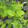Climbing Boneset, Hempvine The MagiK Garden 5