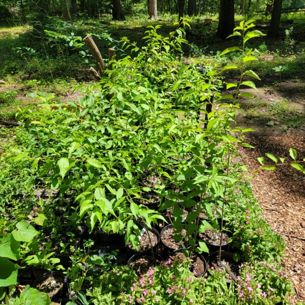 Chickasaw Plum The MagiK Garden 6