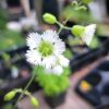 Star Tickseed The MagiK Garden 10