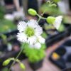 Silene stellata, starry campion, flower open showing fringed petals