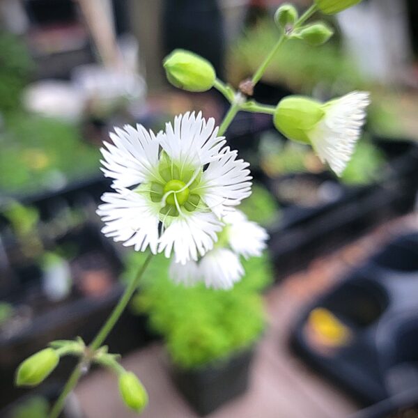 Silene stellata, starry campion, flower open showing fringed petals