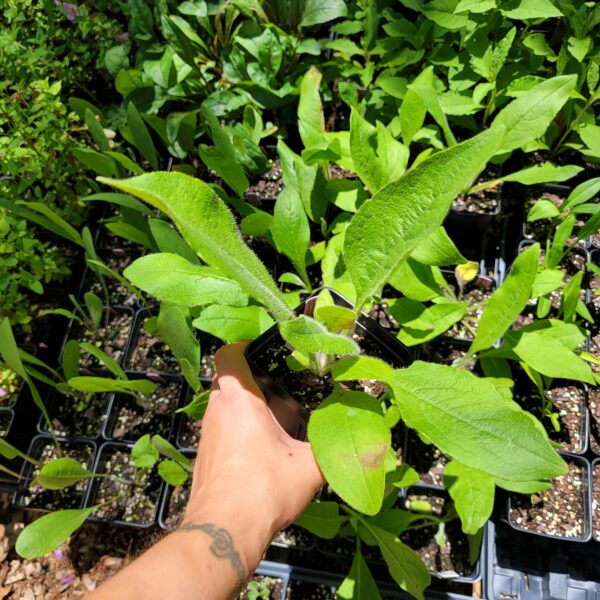 Mohr’s Rosinweed The MagiK Garden