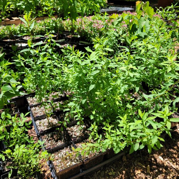 Seed grown Spiraea alba var latifolia, white meadowsweet, July 2025 at The MagiK Garden