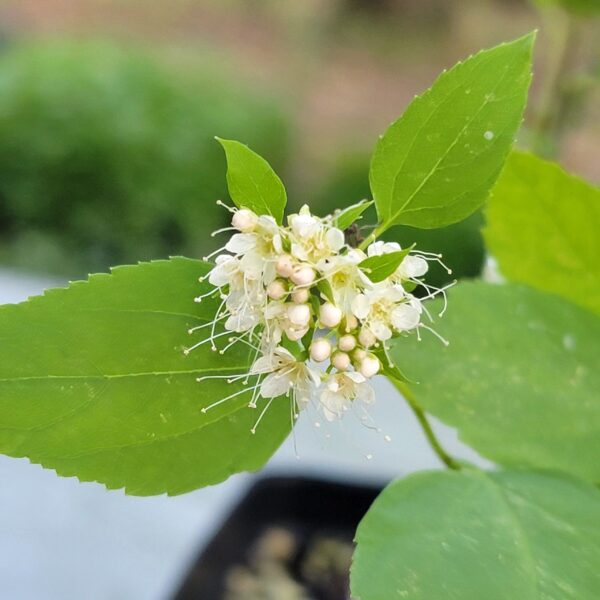 Spiraea corymbosa flower corymb, the reason behind the specific epithet, commonly known as dwarf spiraea