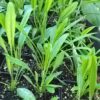White Rattlesnake Root The MagiK Garden 6