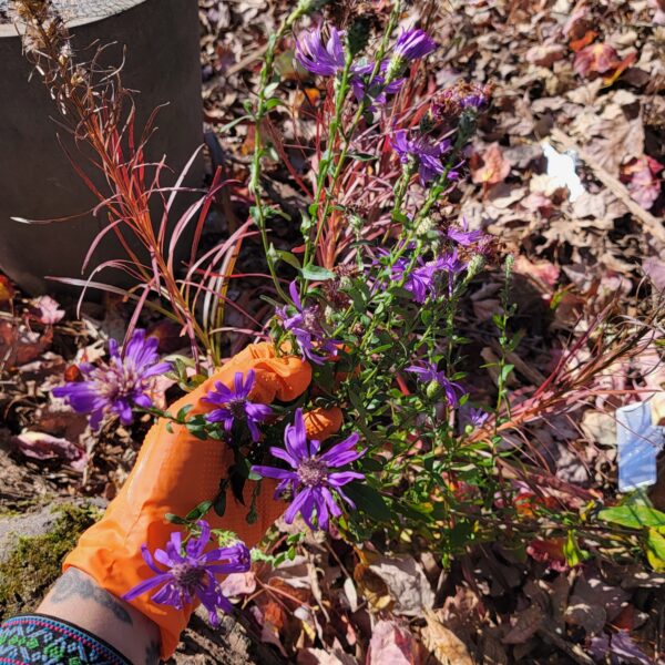 Georgia Aster The MagiK Garden