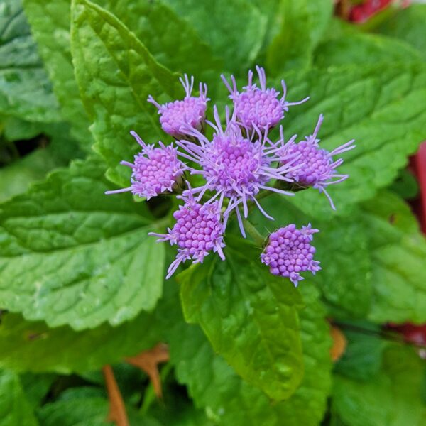 close-up of blue mistflower with lavender-blue flowers and rich green, crinkly, arrowhead-shaped leaves